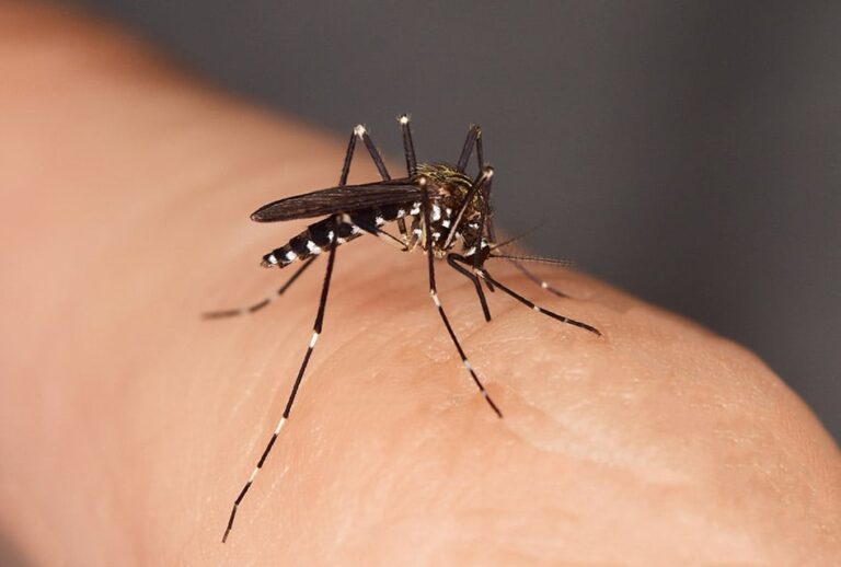 How To Treat An Infected Mosquito Bite