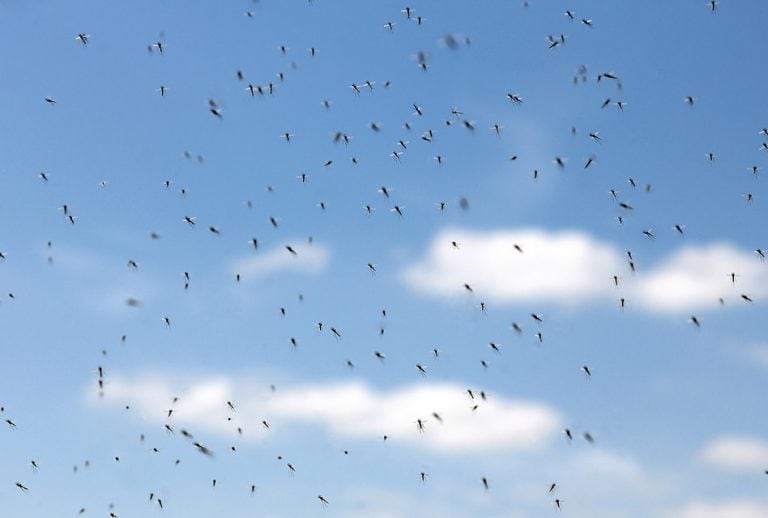 How Fast and Far Can Mosquitoes Fly?