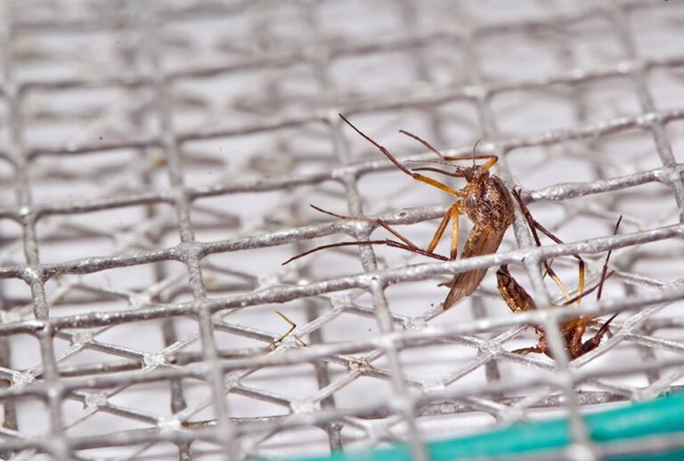 Do Mosquito Zappers Really Work?