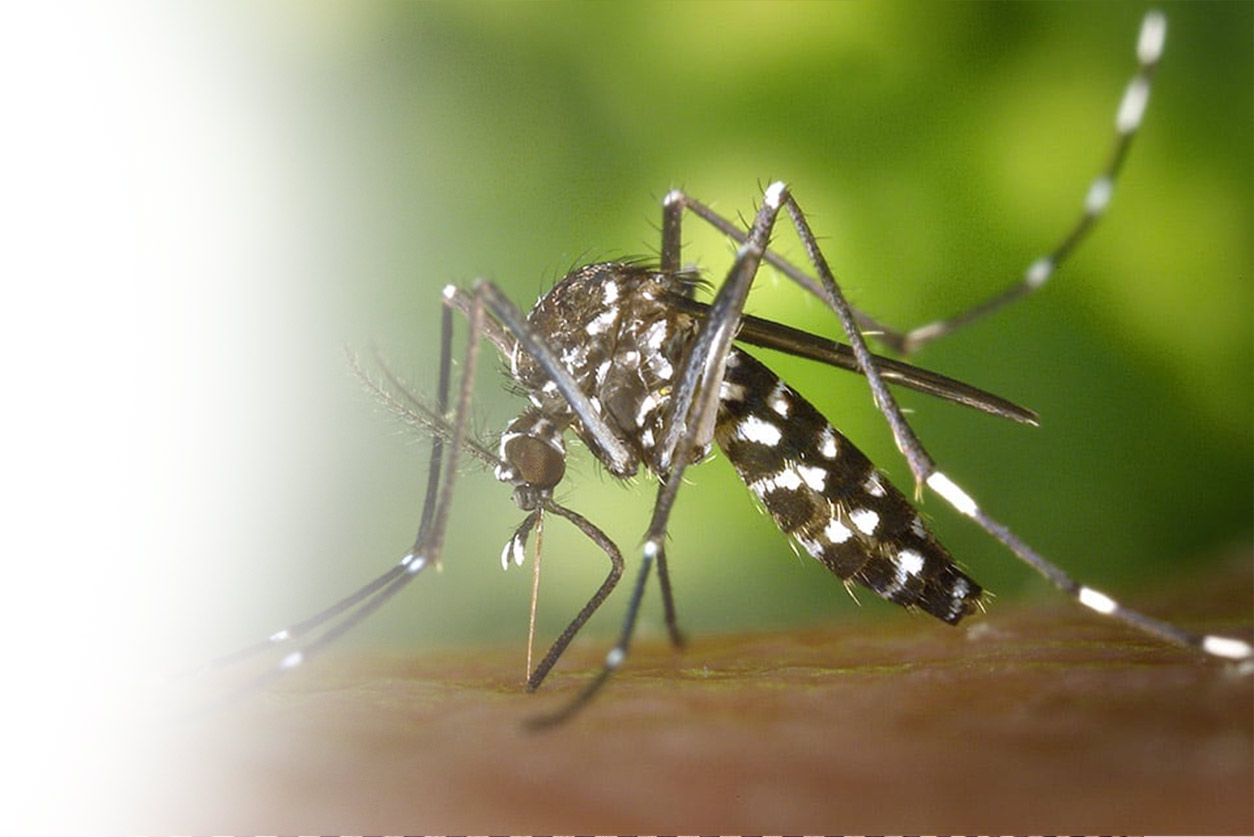 Featured image of post Benefits of Mosquitoes