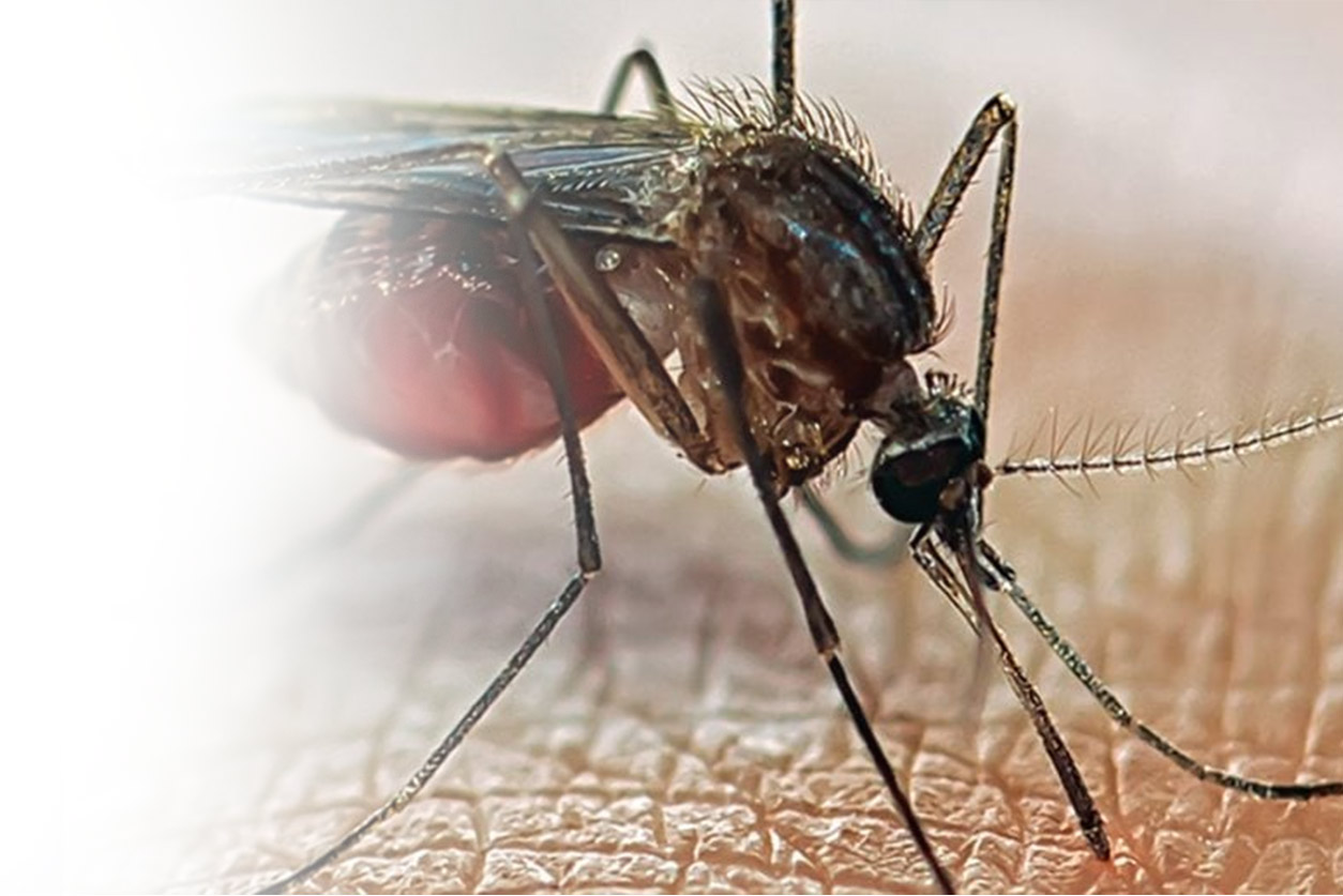 Can Mosquitoes Transmit AIDS?