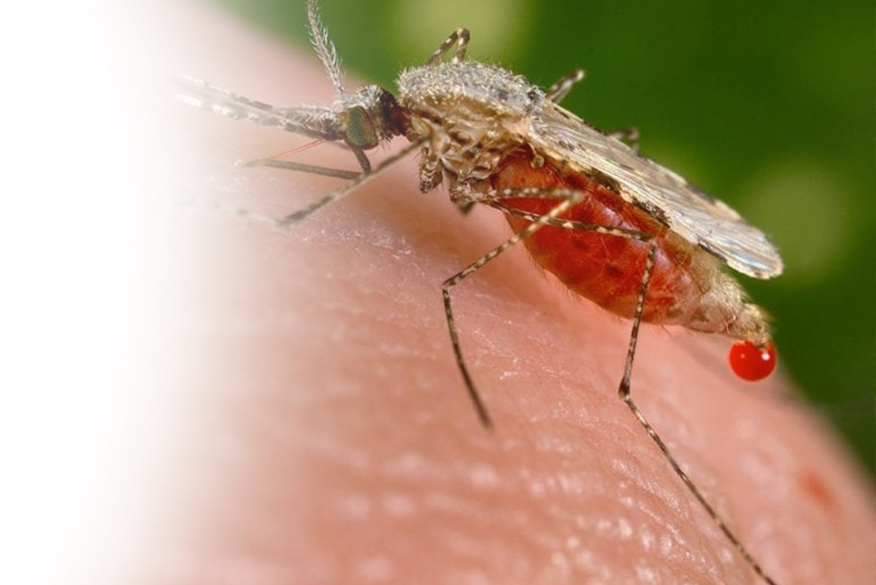 Featured image of post What and How Do Mosquitoes Eat?