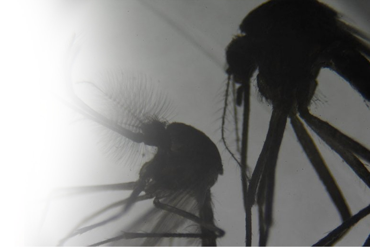 Differences Between Male and Female Mosquitoes