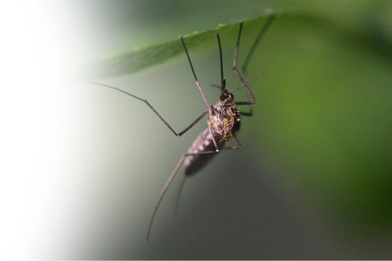 Where Did Mosquitoes Originate and How Did They Evolve?